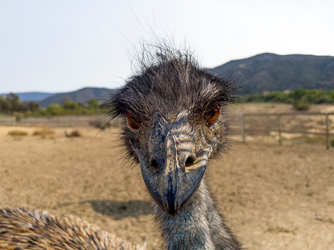 prehistoric-looking bird, Emu, with wiry hair on top of head and big eyes staring at viewer