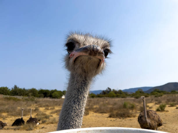 他のダチョウを背景にカメラを覗くユーモラスなダチョウ - ostrich feather animal head concepts ストックフォトと画像