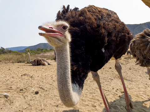 Large prehistoric-looking ostrich with neck bent down, moving toward camera. Other ostriches in background