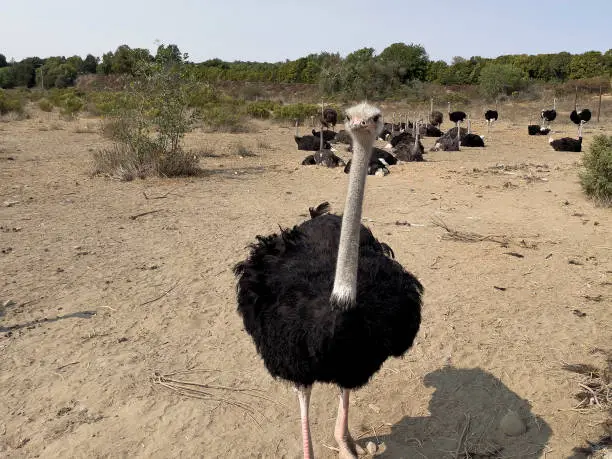 Large ostrich with black-brown feathers, long neck, big eyes and long eyelashes, walking toward viewer. Large flock laying down in background