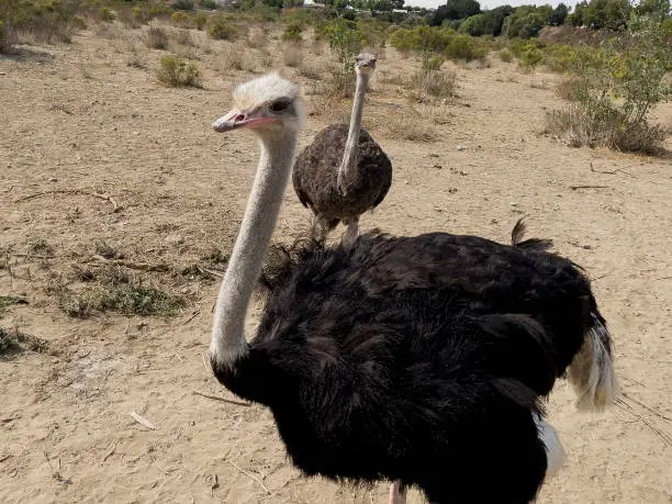 Large prehistoric-looking ostriches standing in sand starring at camera