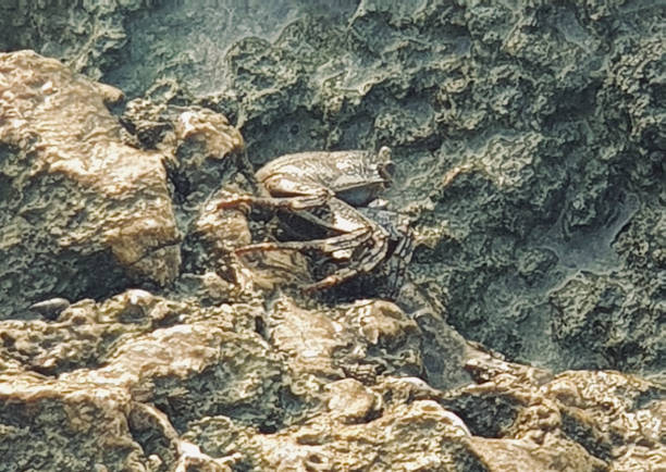 A crab using camouflage in Barbados
