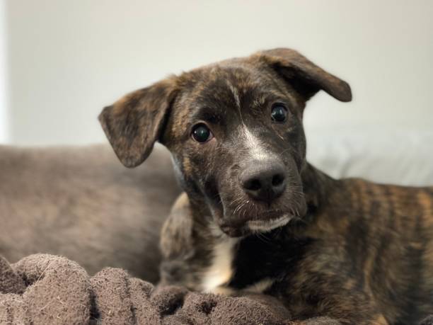 istock Inquisitive & Cute mastiff puppy dog 1344840964