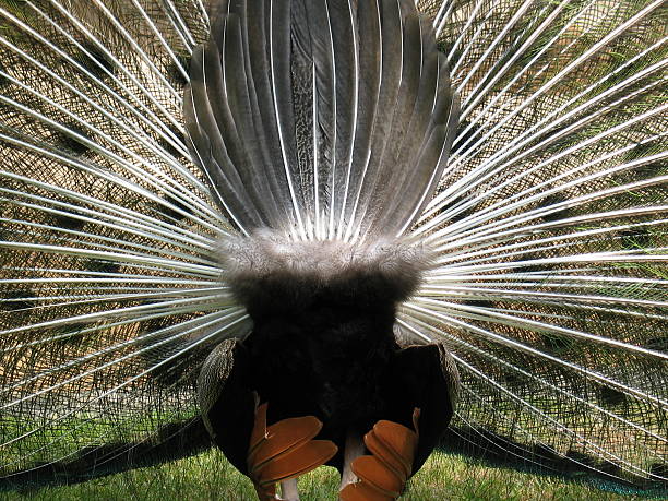 pfau von hinten - symetrie foto e immagini stock