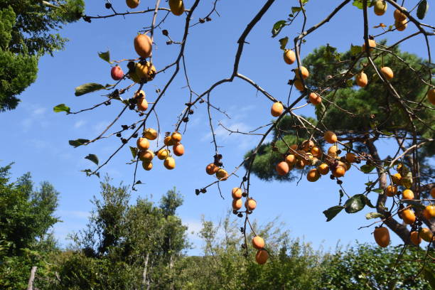 istock Japanese persimmon fruits. 1344842864