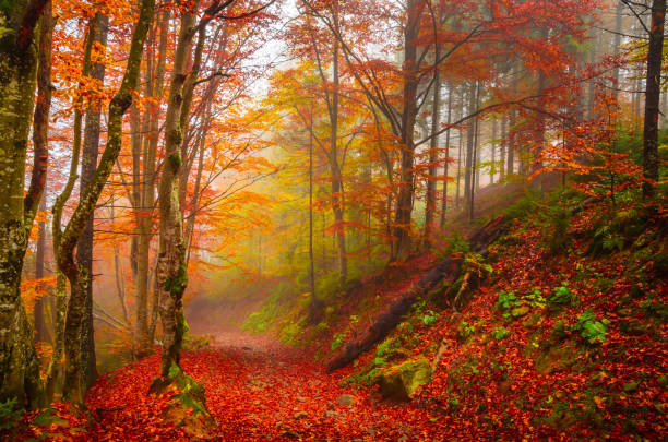 istock Road through a golden foggy forest 1344842964
