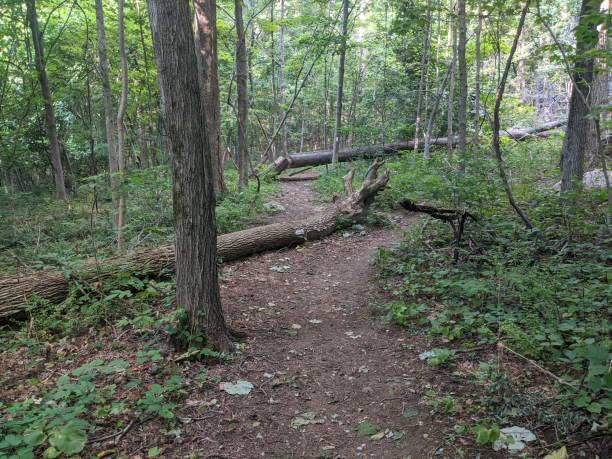 istock Appalachian Trail
Appalachian Trail 1344843669