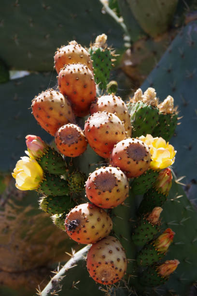 istock Cactus flowers and fruits 1344843783