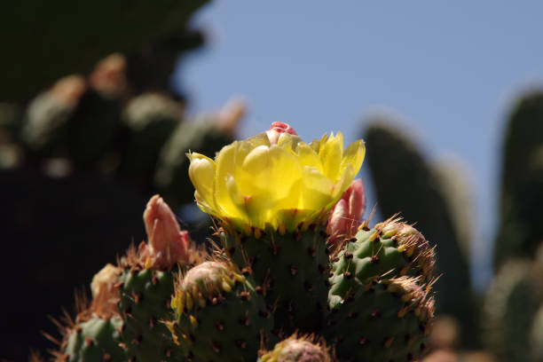 istock Cactus flowers and fruits 1344843789