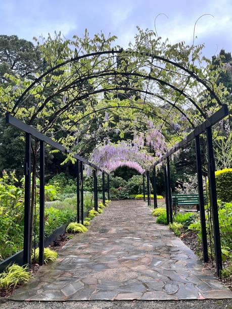 istock Wisteria covered pergola in garden 1344844119