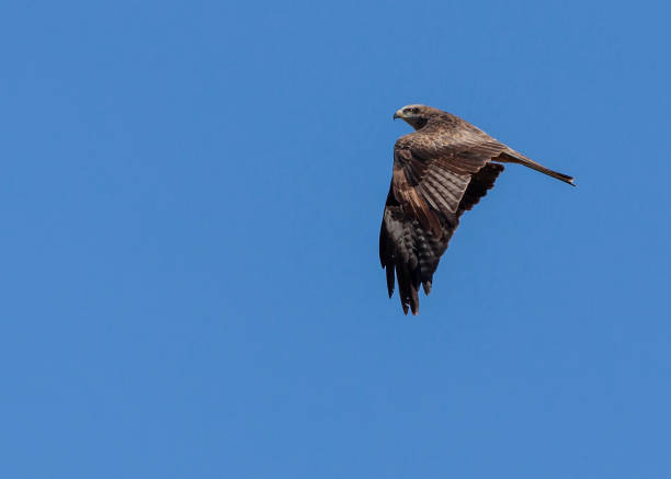 Black Kite in flight A Black Kite, Milvus migrans, in flight against a clear, blue sky, as it prepared to migrate south from Tarifa, Spain over the Straits of Gibraltar to Africa. milvus migrans stock pictures, royalty-free photos & images