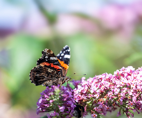 A butterfly is flying on a flower.