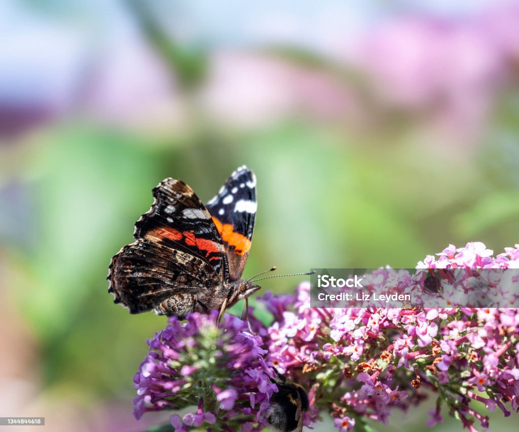 Red Admiral Butterfly nectaring from a pink Buddleja A Red Admiral Butterfly, Vanessa atalanta, drinking nectar from a pink Buddleja flower, against a defocussed natural background. Shallow dof, focus is on butterfly's eye. Butterfly - Insect Stock Photo
