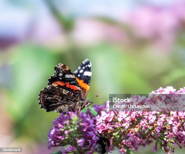 Red Admiral Butterfly Nectaring From A Pink Buddleja Stock Photo - Download Image Now