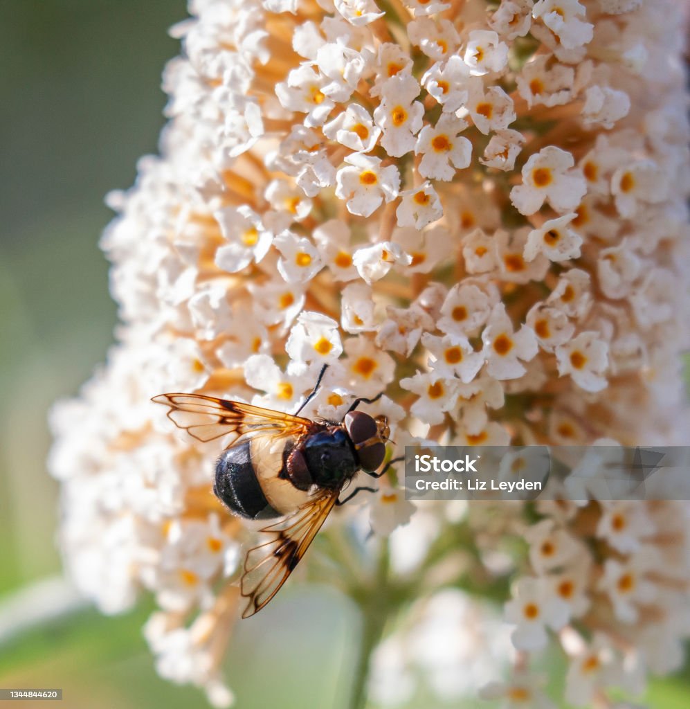 Pellucid Fly aka Great Pied Hoverfly, on Buddleja A Great Pied Hoverfly, Volucella pellucens, feeding on a flower from a white Buzz Buddleja pannicle. Close-up Stock Photo
