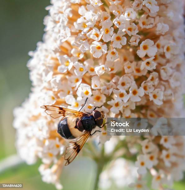 Pellucid Fly Aka Great Pied Hoverfly On Buddleja Stock Photo - Download Image Now - Close-up, Nature, Scotland