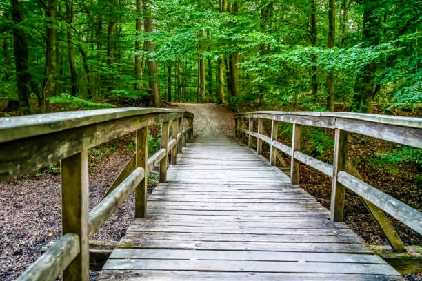 istock A bridge through the green forest in summer in Germany. 1344845416