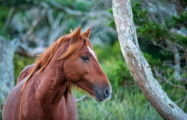 istock Wild Spanish Horses on Shackleford Banks 1344845578