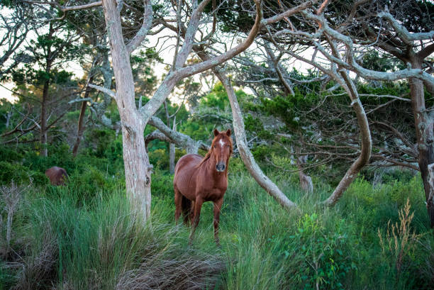istock Wild Spanish Horses on Shackleford Banks 1344845586
