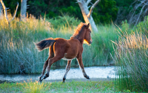 Wild Spanish Horses on Shackleford Banks stock photo