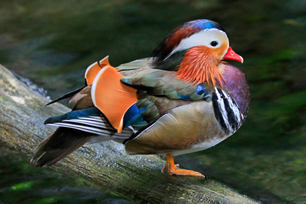 istock Male Mandarin Duck portrait 1344847506