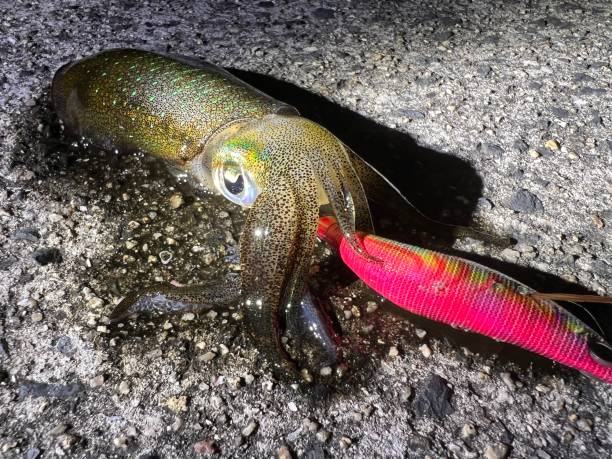 Fresh squid caught in the sea