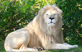 White Lion sitting on the grass