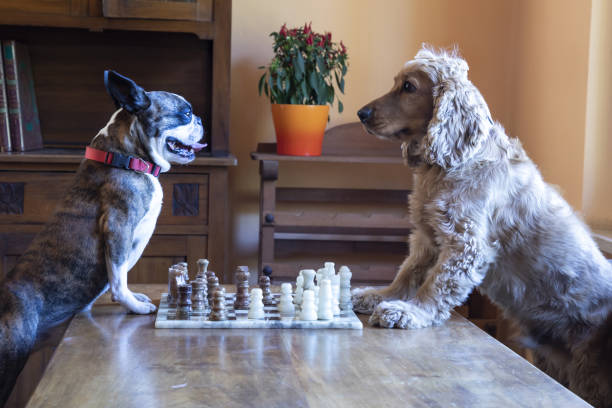 istock Cocker spaniel and Boston terrier playing chess in the living room 1344849147