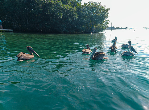 Pelicans in the turquoise waters of the Caribbean