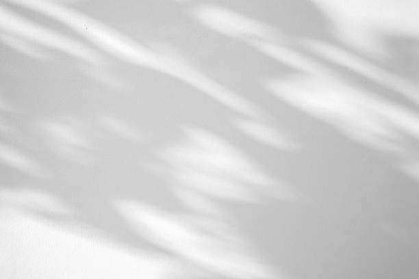 istock Abstract natural tree leaves shadow on white wall background 1344850335