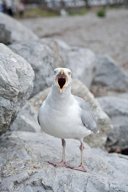 Screaming seagull stock photo