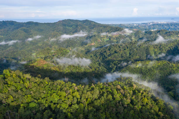 istock Aerial view of the Borneo rainforest. 1344856294