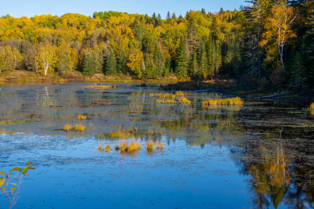 istock Fall colors in Canadian forest with little lake 1344857016