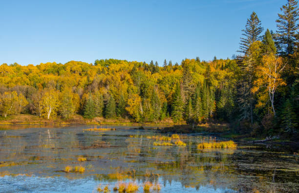 istock Fall colors in Canadian forest with little lake 1344857017