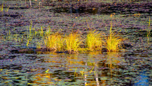 istock Herbs on the fall colors in Canadian forest with little lake 1344857310