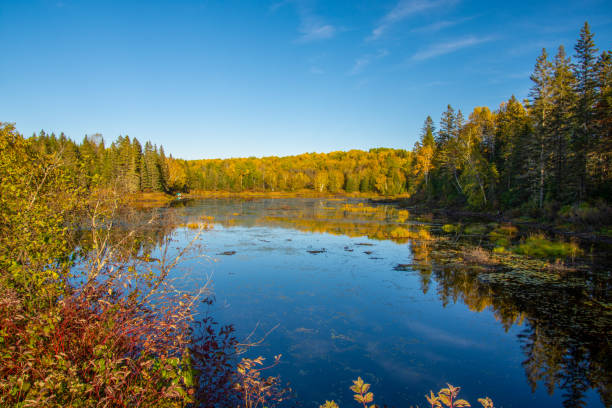 istock Fall colors in Canadian forest with little lake 1344857344