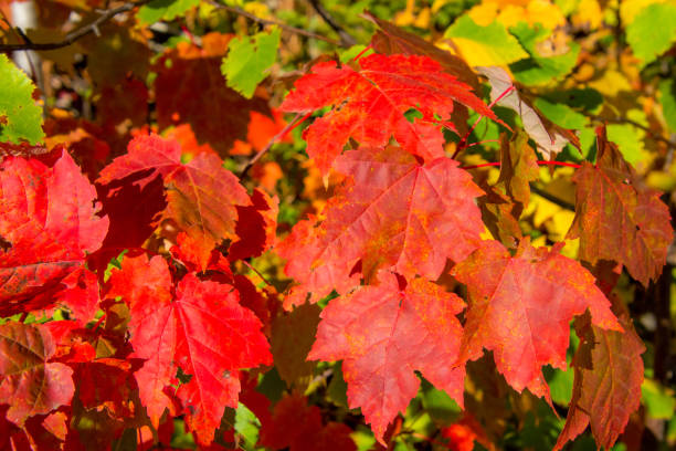 istock Leaves and fall colors in theCanadian forest 1344857364
