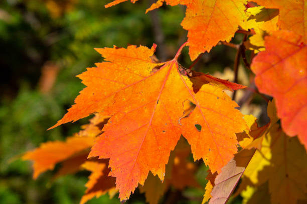 istock Leaves and fall colors in theCanadian forest 1344857367
