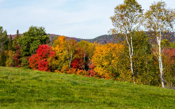 istock Fall colors in theCanadian forest 1344858035
