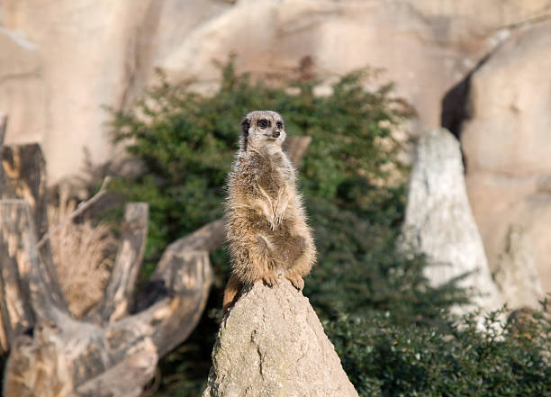 istock Animal Meerkats on Watch 134485826