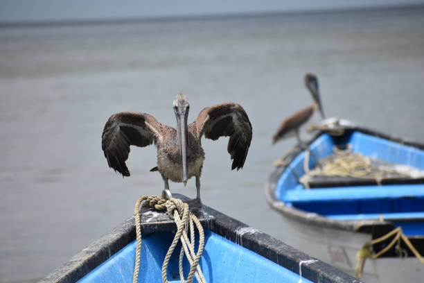 istock Brown Pelicans or Pelecanus occidentalis 1344859034