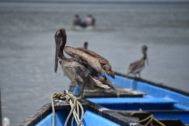 istock Brown Pelicans or Pelecanus occidentalis 1344859036