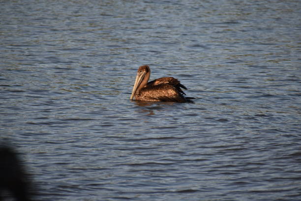 istock Brown Pelicans, Trinidad 1344859754