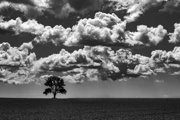 Apple tree on the top of a hill in the middle of winter with a dramatic sky in Widoiie, Belgium.