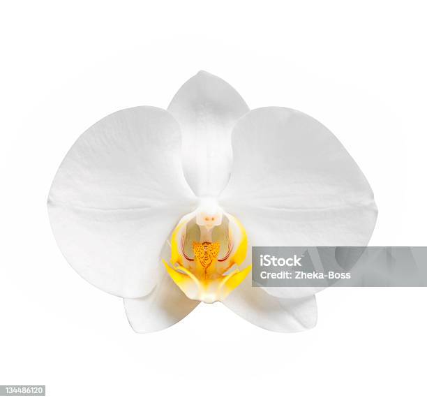 Орхидея — стоковые фотографии и другие картинки Без людей - Без людей, Белый, Ботаника