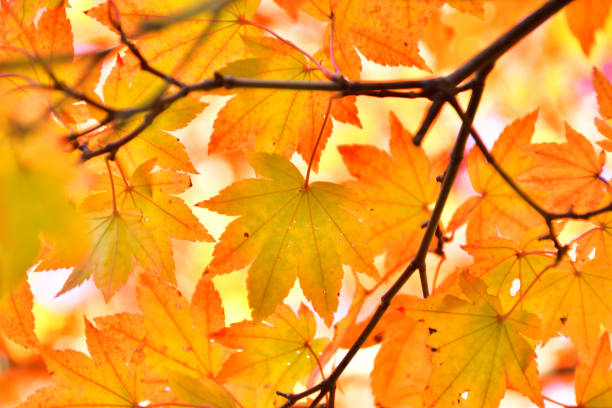 istock Autumn leaves colored in bright red 1344861504