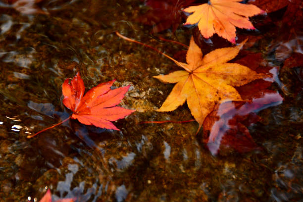 A landscape where autumn leaves fall into a pond and float.