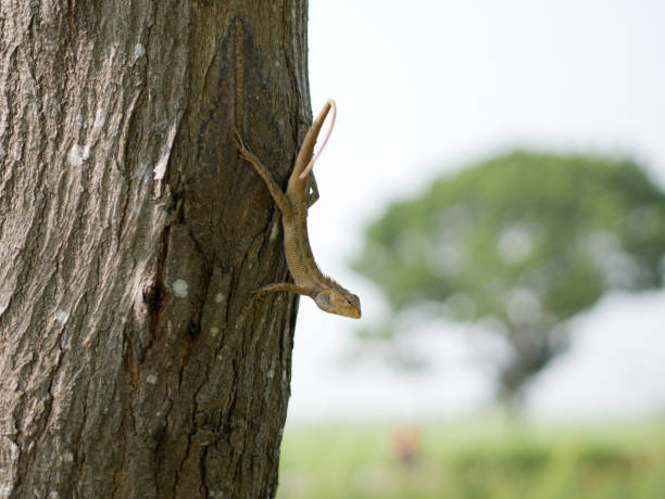 istock the chameleon is sitting on a tree branch 1344862213