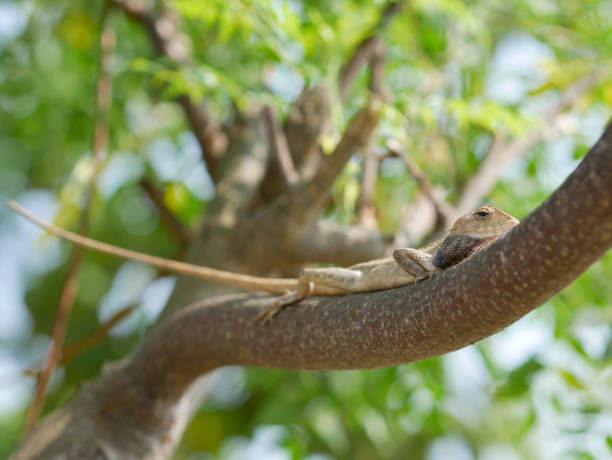 istock the chameleon is sitting on a tree branch 1344862239