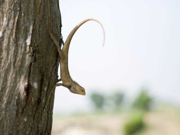 istock the chameleon is sitting on a tree branch 1344862253